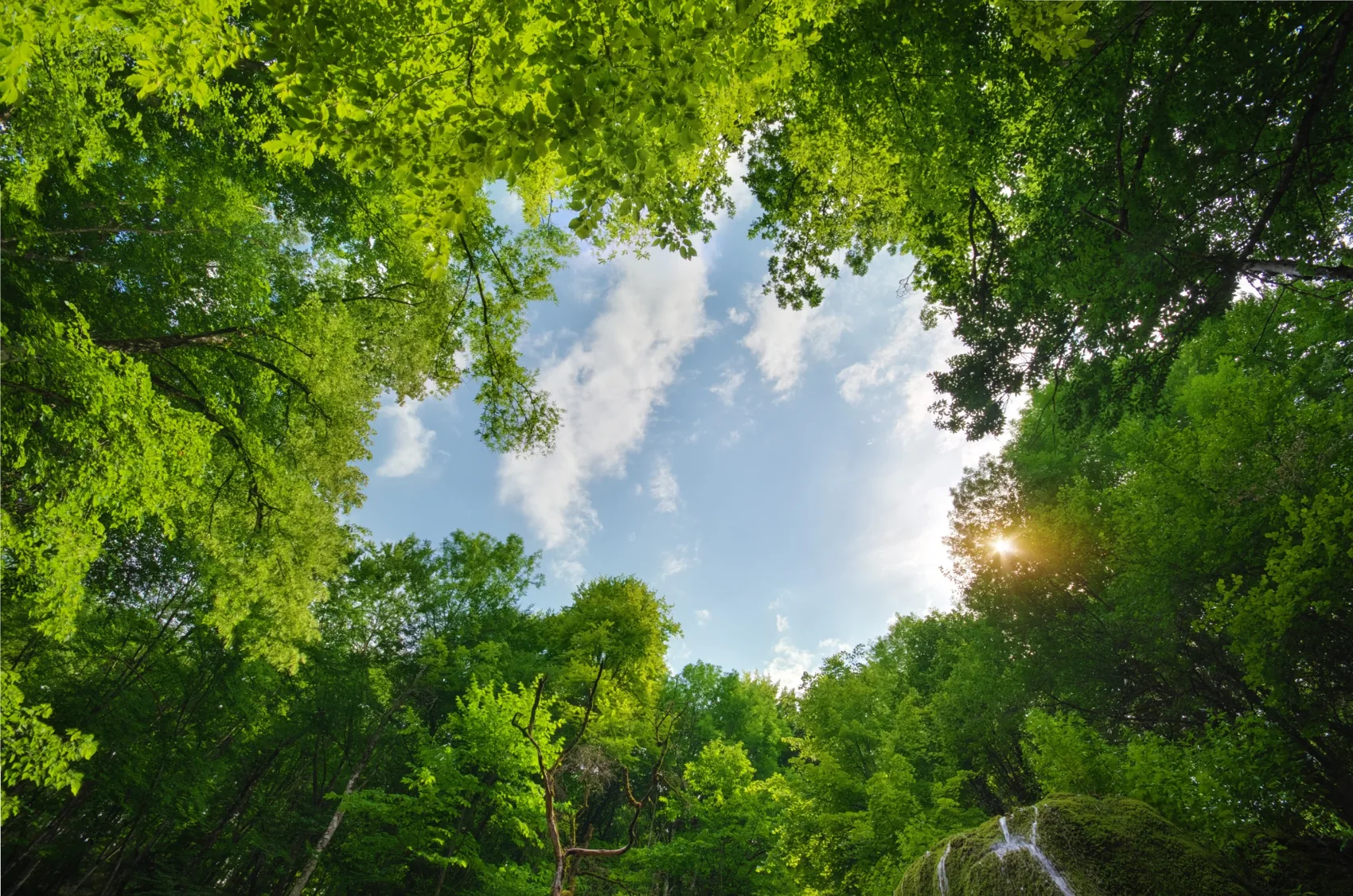 Alberi visti dal basso