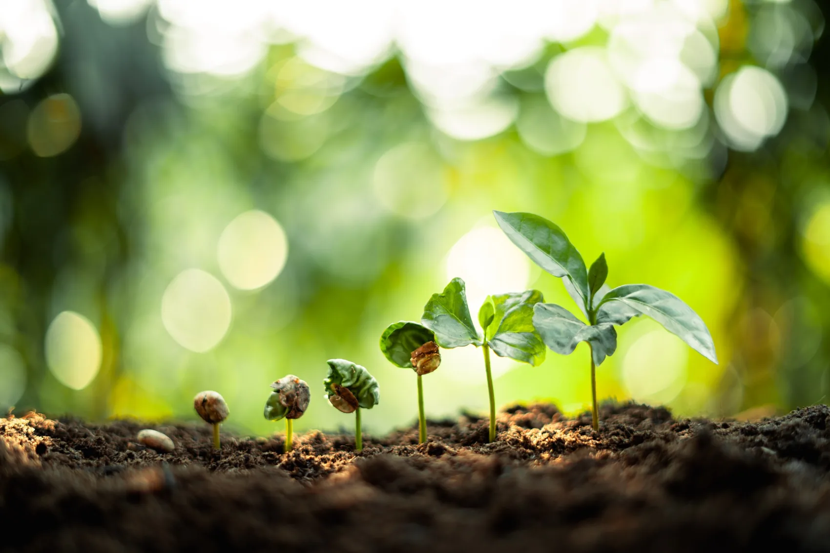 Piccole piante che crescono nel terreno